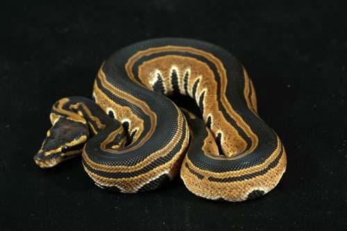 0908tristripe01m1-3