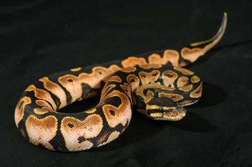 0909calico03f5-6