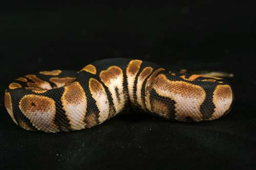 0909calico04f6-6