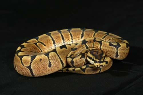 0909woma03m7-7