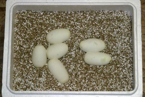 09bal090