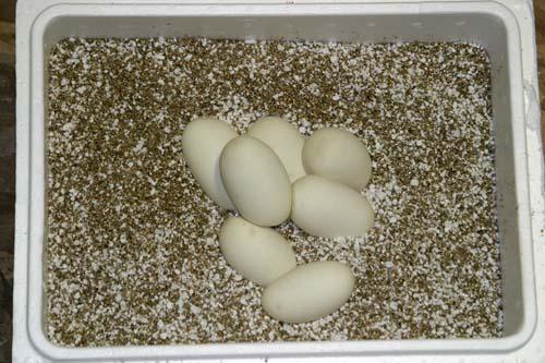 09bal091