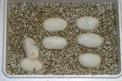 09bal096