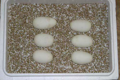 09bal100