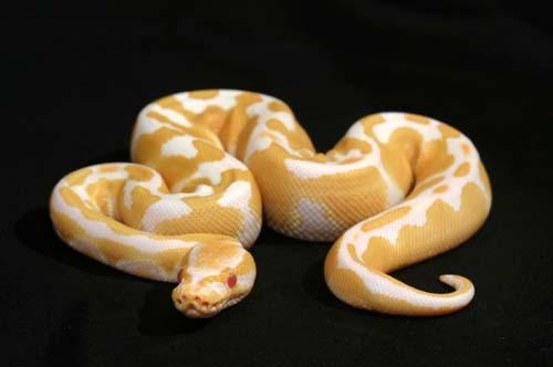 1006albino01m1-5