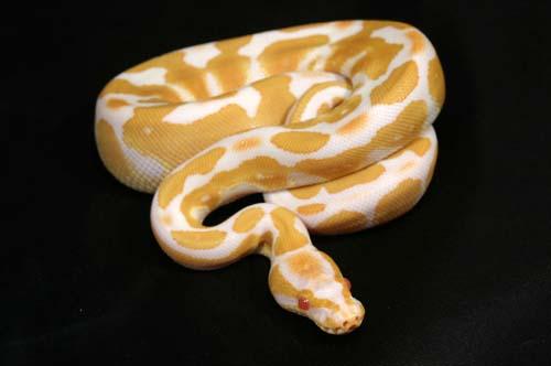 1006albino02m2-5
