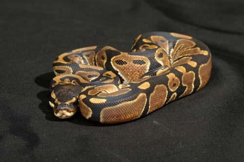 1006pdbhaxpied01m1-6