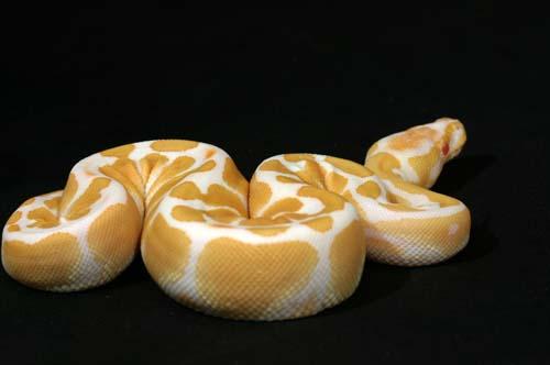 1007albino07f4-8