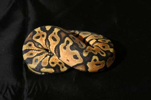 1007pastel04m2-6
