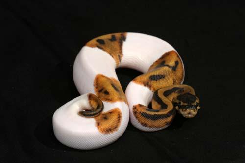 1007piebald02m2-8