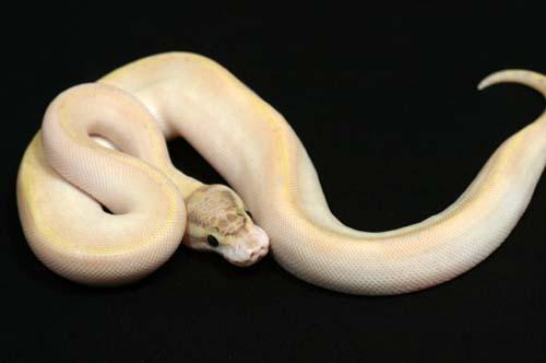 1008ivory02f5-6