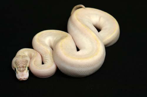 1008ivory03f6-6