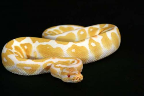 1009albino09f1-7