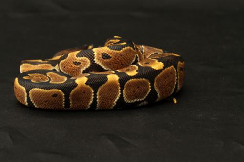 1107hhypo02f2-6