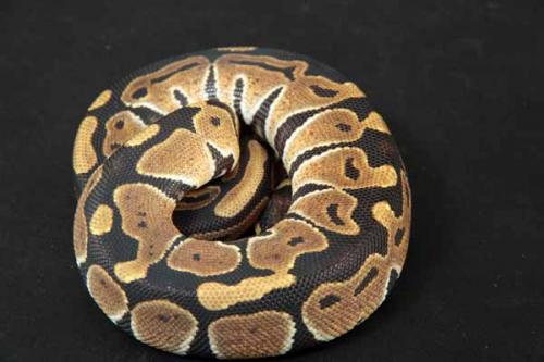 1107htristripe02f2-6
