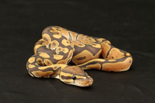 1107hypo01m4-6