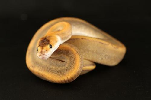 1108chamhhypo01f2-4