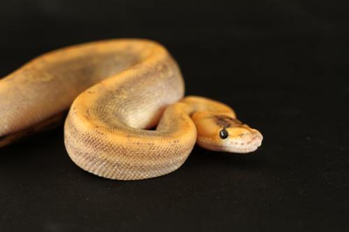 1108chamhhypo01m1-4
