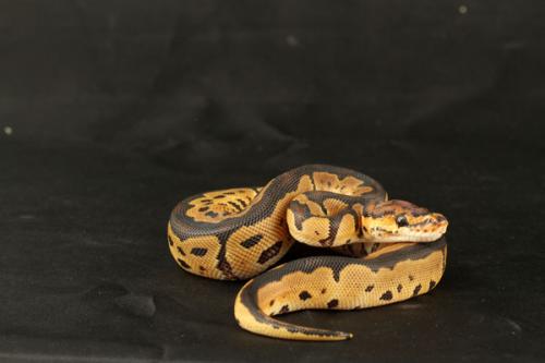 1108clown01m5-7