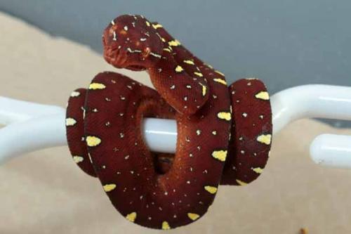1108desblue06x6-10