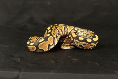 1108mocha01f3-6
