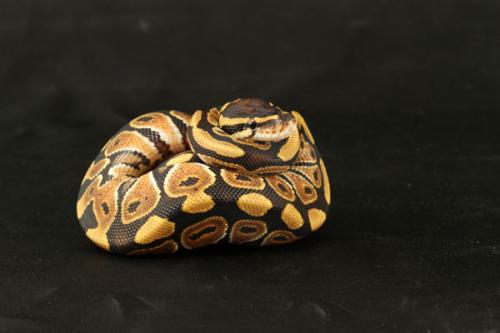 1108mocha02m2-6
