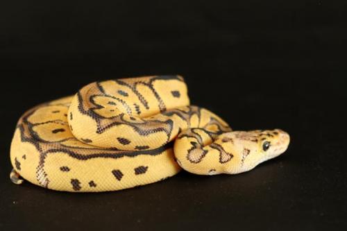 1108pastclown01f3-8