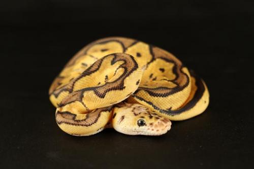 1108pastclown02m1-8