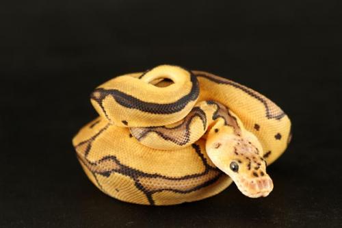 1108pastclown05f7-8