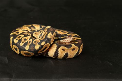 1108pastel01f3-3