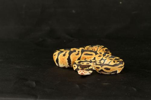 1108pastel01m1-7