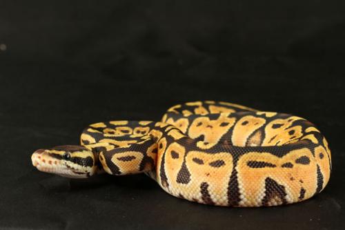 1108pastel02f3-7