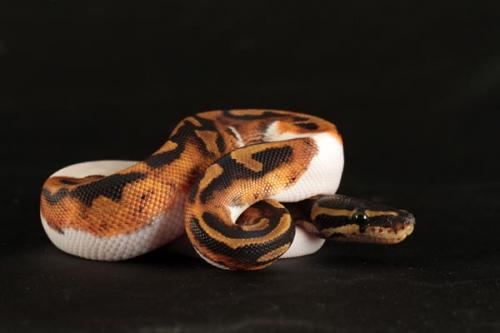 1108piebald01m1-6