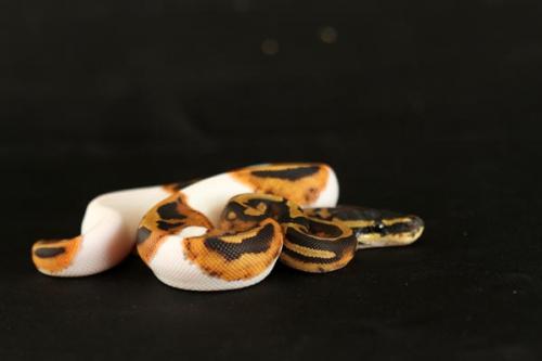 1108piebald05f6-6