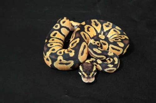 1109pastel08m1-4