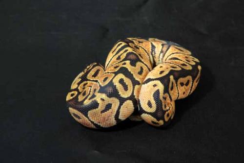 1109pastel10f2-4