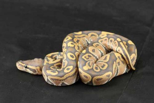 1205hypo01m1-7