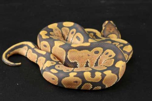 1207hypo01f6-9