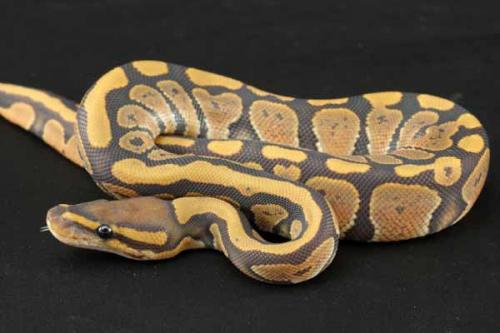 1207hypo02f7-9