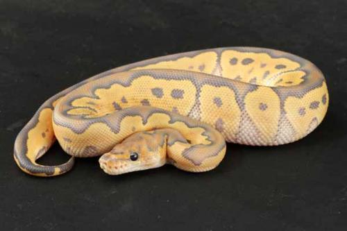 1207hypoclown01f5-5