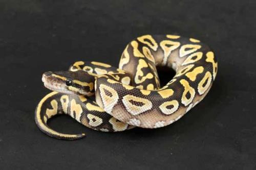 1207mojave02f5-6