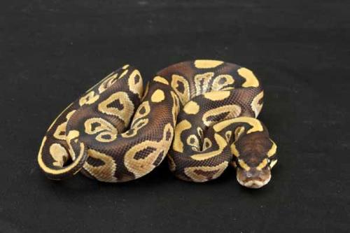 1207mojave03m2-4
