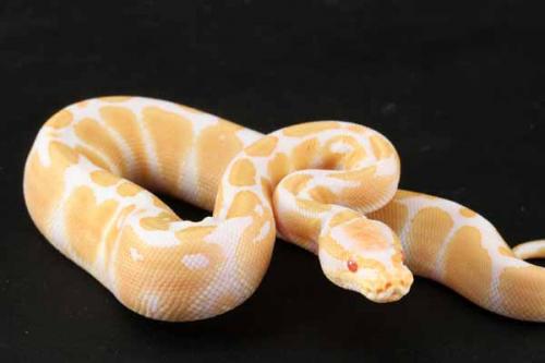 1208albino01f4-7