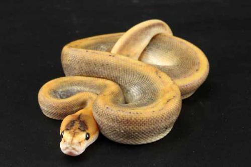 1208chamhhypo01m4-8