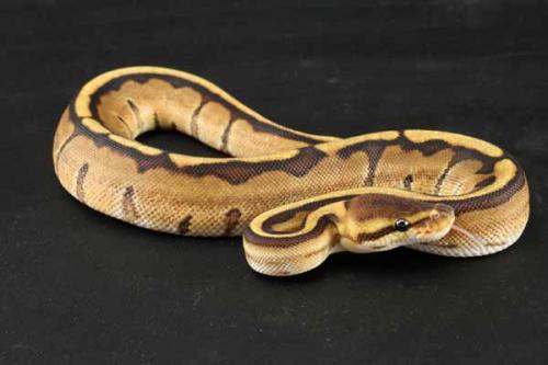 1208gstripe01f9-9
