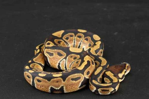 1208hgstripe01m1-9