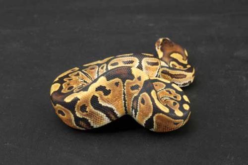 1208hgstripe03f5-9
