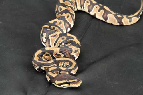 1208hpiebald09f2-3