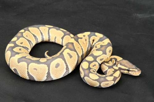 1208hypo05m7-8