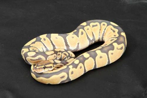 1208hypo06m1-2